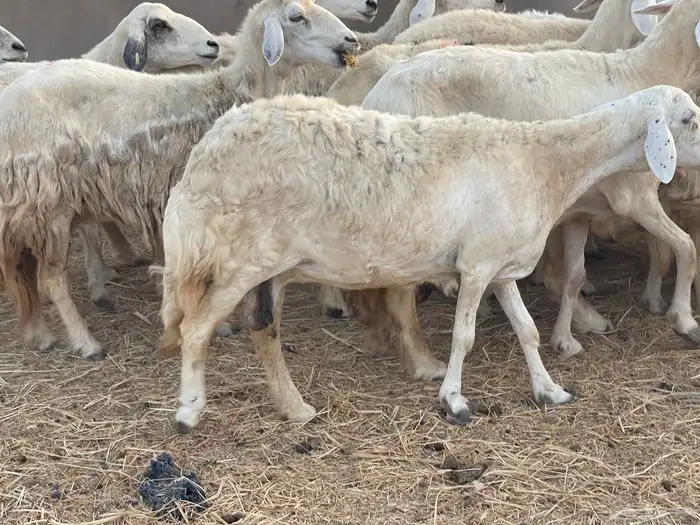 27 غنم حريات دفيع غنم جروم حلووه تبارك الرحمن 15