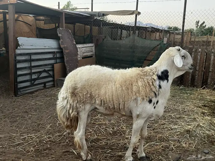 فحل حري صنف 2