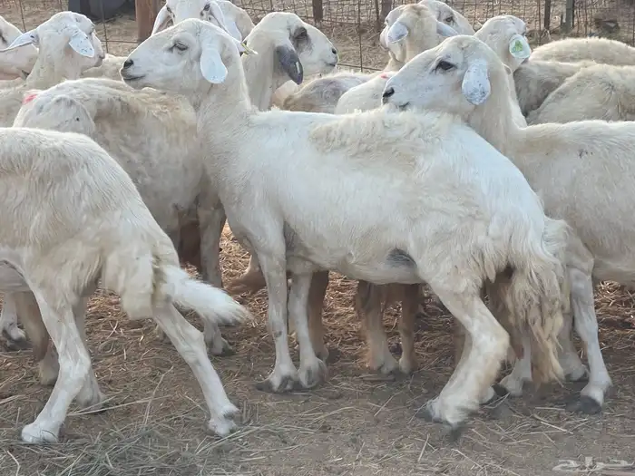 27 غنم حريات دفيع غنم جروم حلووه تبارك الرحمن 14
