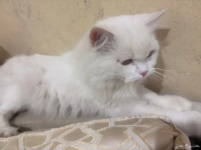 قطة لتبني 0