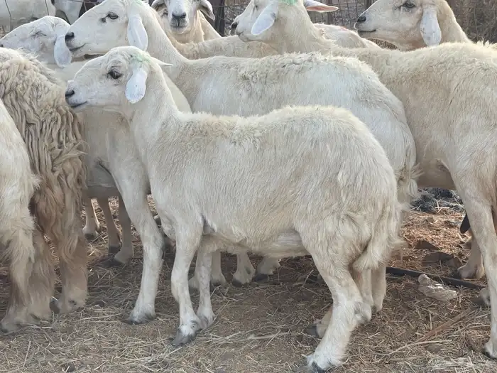 27 غنم حريات دفيع غنم جروم حلووه تبارك الرحمن 16