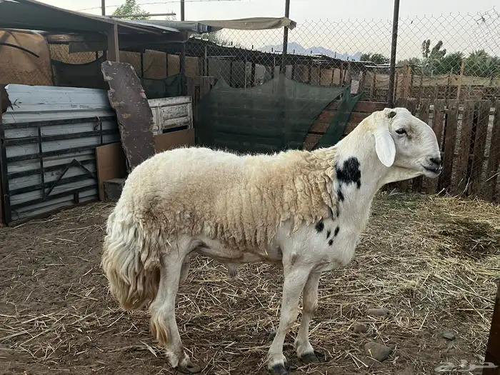 فحل حري صنف 1