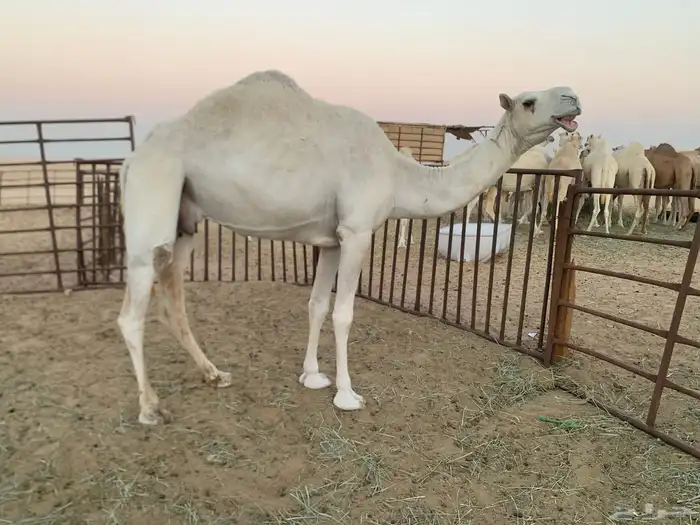ناقه عشرا ام ثالث باتلية للبيع 0