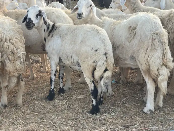 27 غنم حريات دفيع غنم جروم حلووه تبارك الرحمن 2