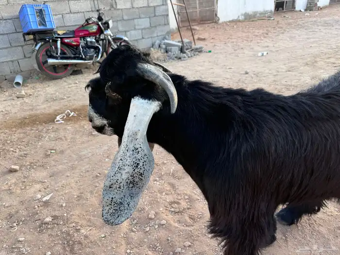 تيس عارضي صنف 2