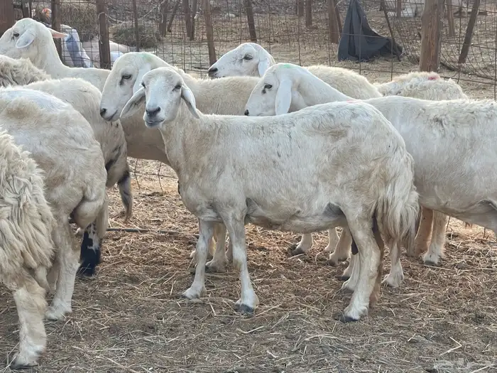 27 غنم حريات دفيع غنم جروم حلووه تبارك الرحمن 0