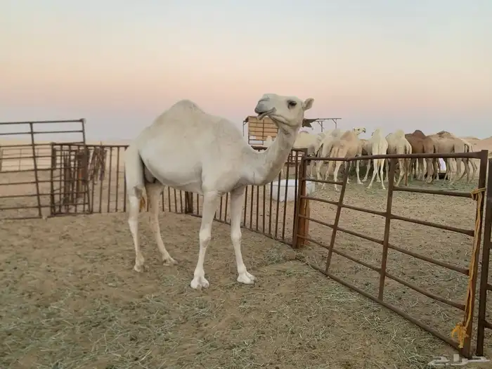 ناقه عشرا ام ثالث باتلية للبيع 3