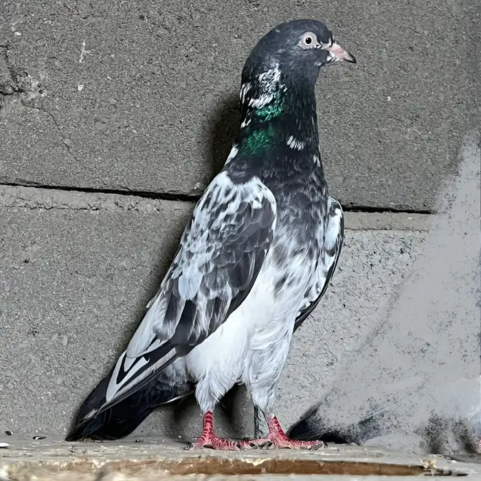 حمام باكستاني تم البيع 7