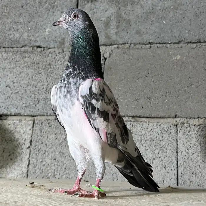 حمام باكستاني تم البيع 5