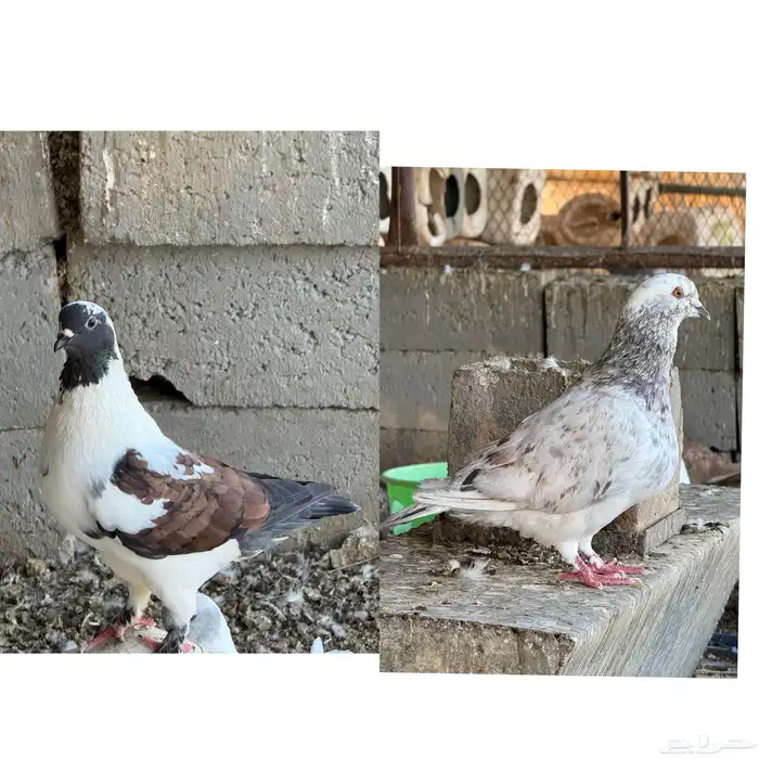 للبيع اجواز كنق وطبات وفرادي الموقع طبرجل 1