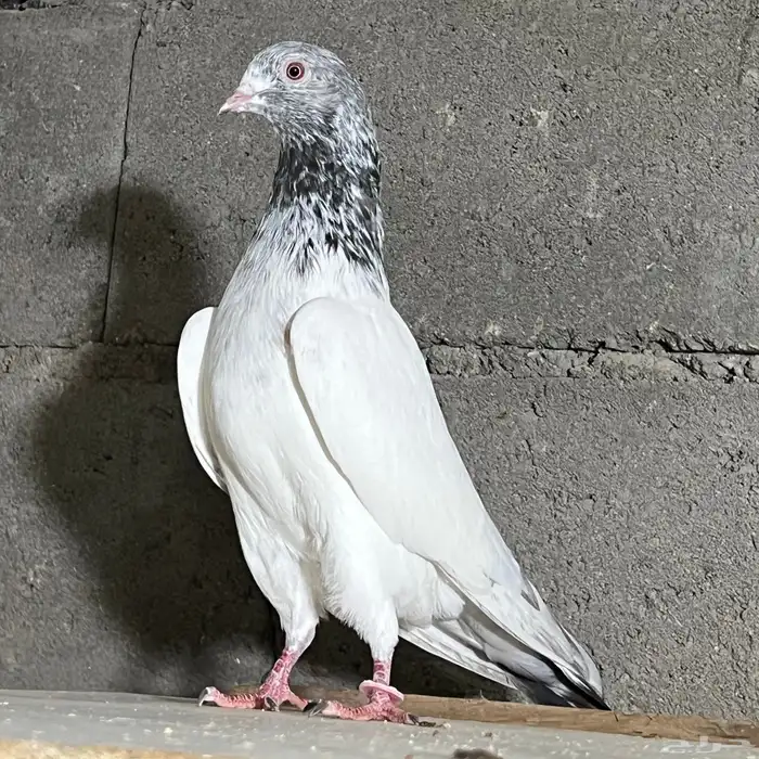 حمام باكستاني تم البيع 3