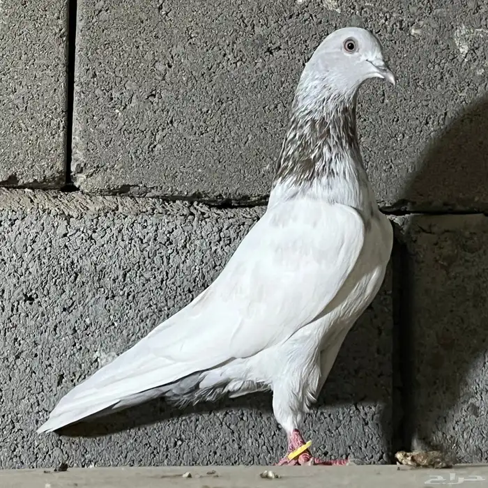 حمام باكستاني تم البيع 4