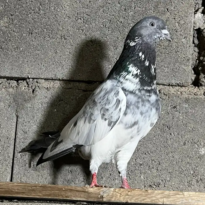 حمام باكستاني تم البيع 8
