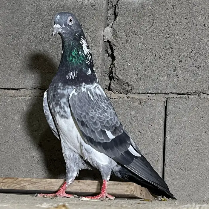 حمام باكستاني تم البيع 6