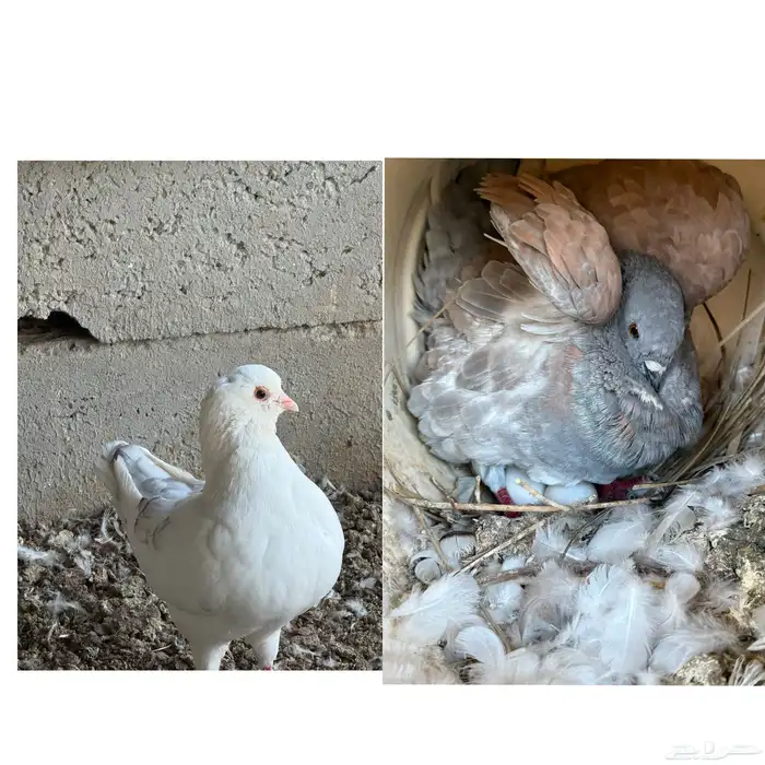 للبيع اجواز كنق وطبات وفرادي الموقع طبرجل 0