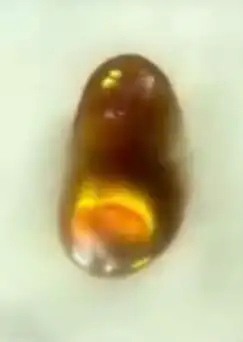 حجر عقيق ناري قوس قزح متغير اللون 0
