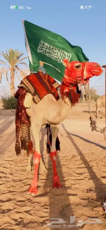 ركبي شرط للبيع 0