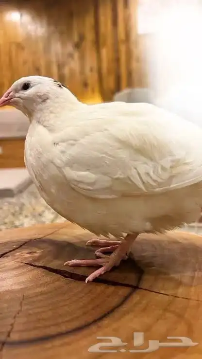 بيض سمان تكساس العملاق 0