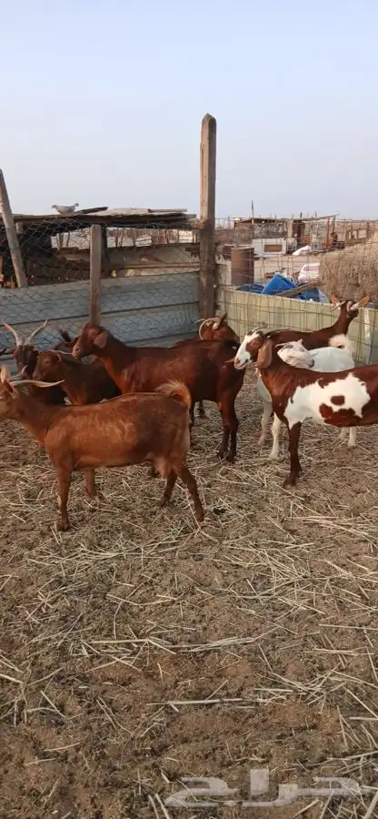 معزاء محايليه دهم من حلالي حلال مراح الحد1200ريال لراس 8