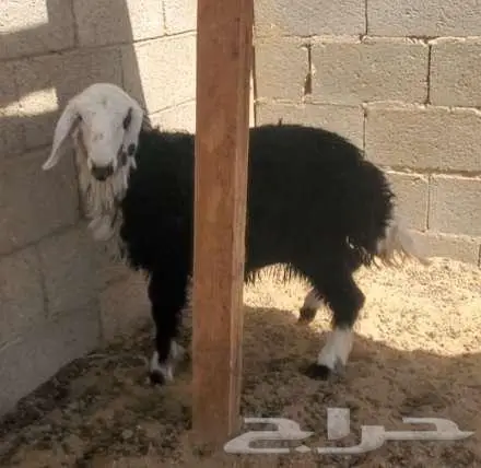 4 رخال نجد طيبات 3