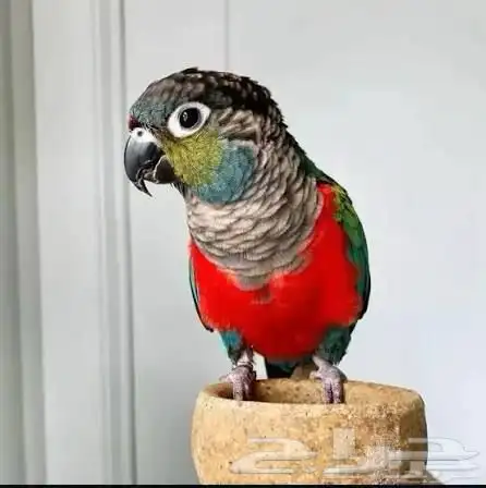 كنيور كريمسون انثى 0