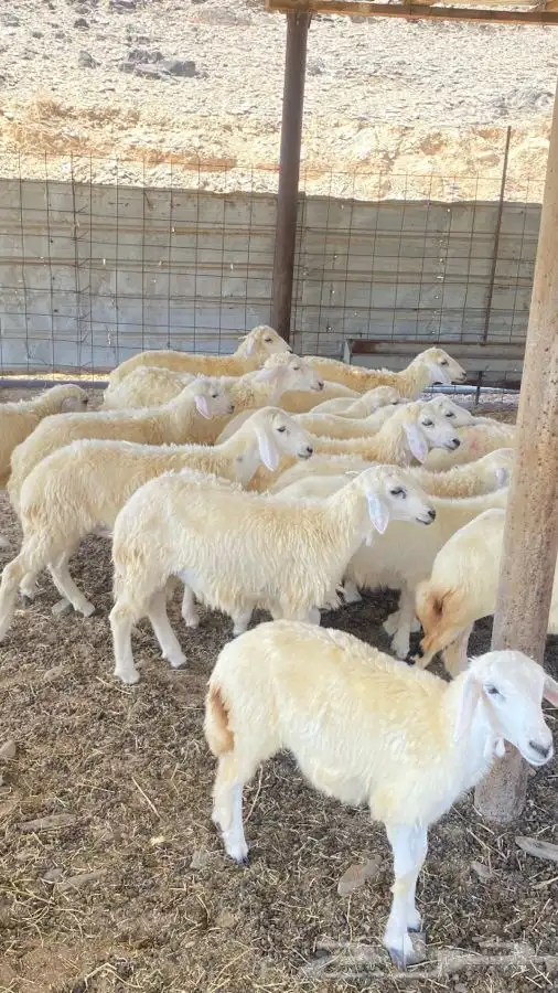 بهم ضأن 1