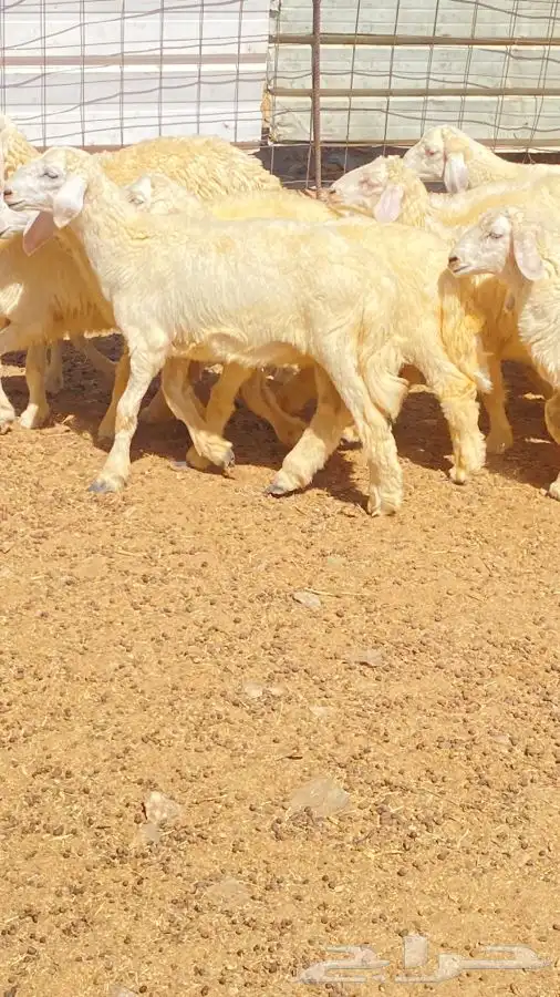 بهم ضأن 4