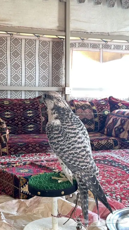 طير جير حر صايد حباري من طيور ابن ثاني 3