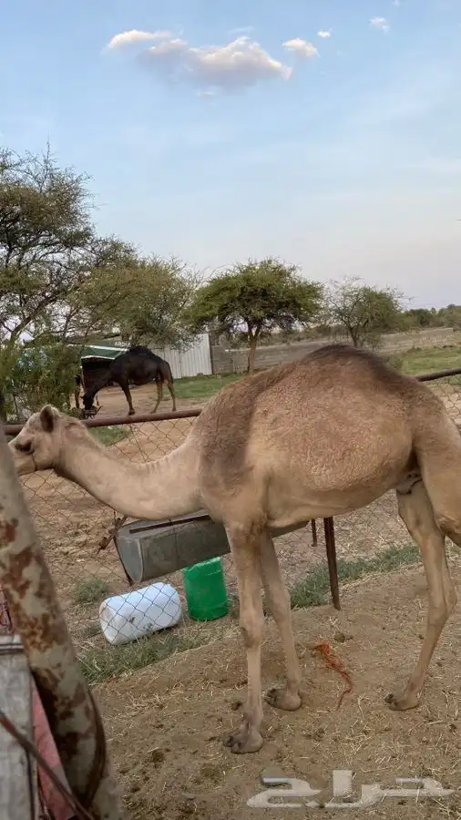 قعود وبكره للبيع 12