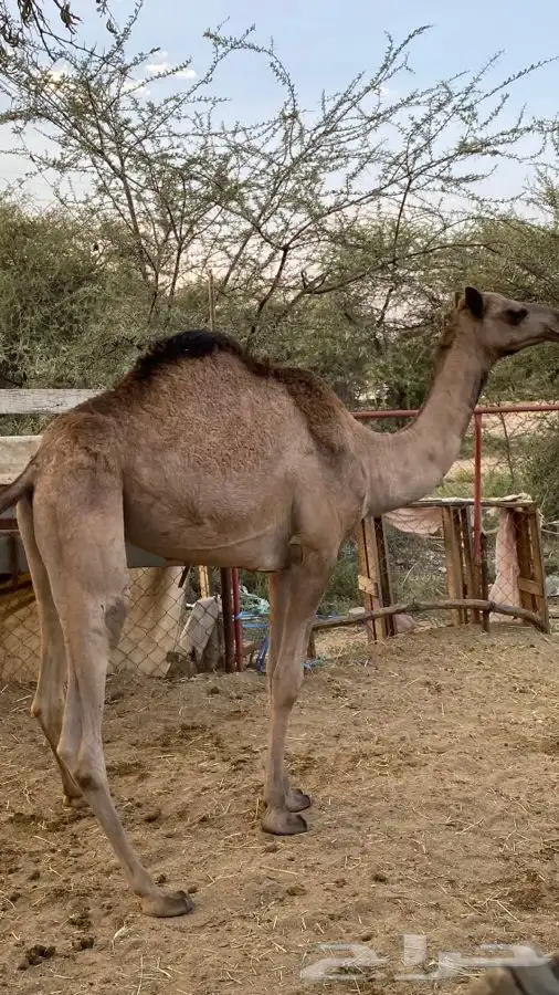 قعود وبكره للبيع 2
