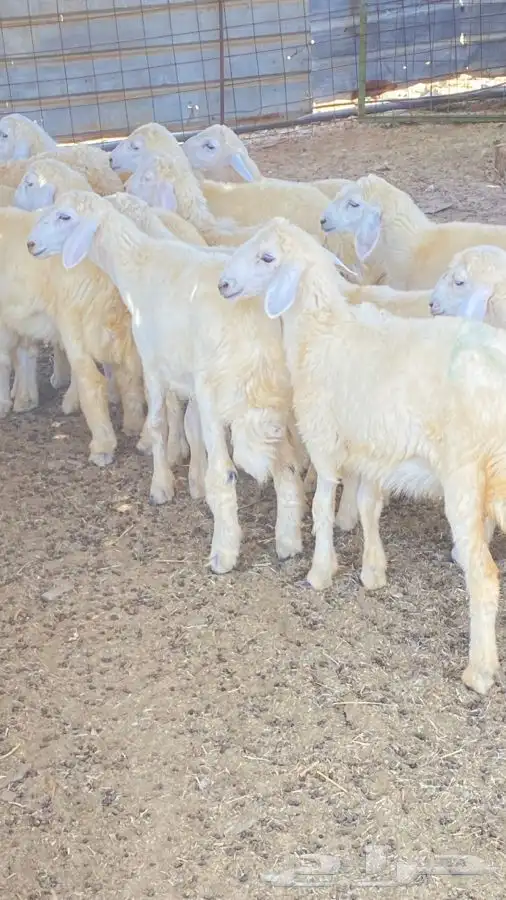 بهم ضأن 2