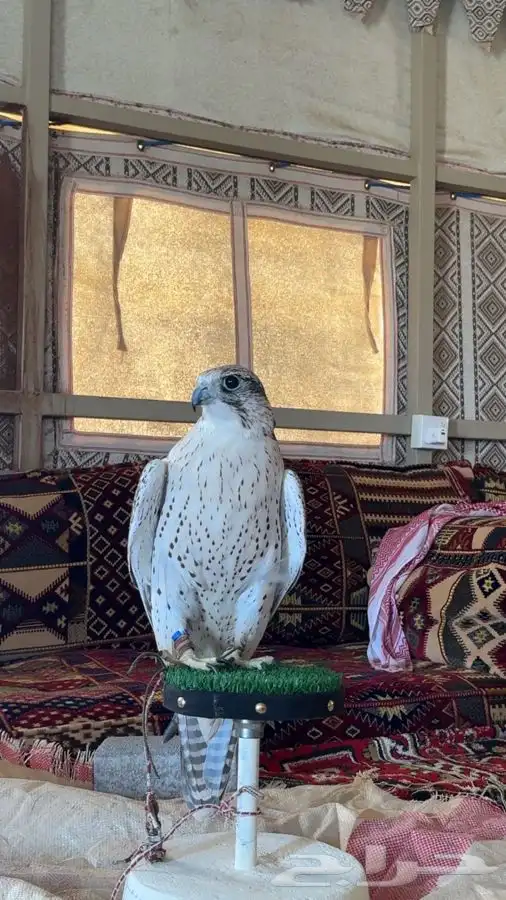 طير جير حر صايد حباري من طيور ابن ثاني 4