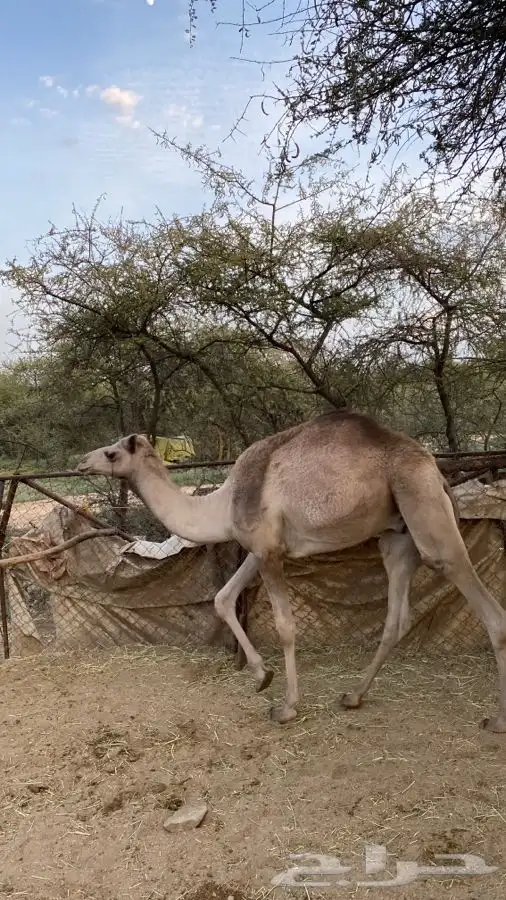 قعود وبكره للبيع 13