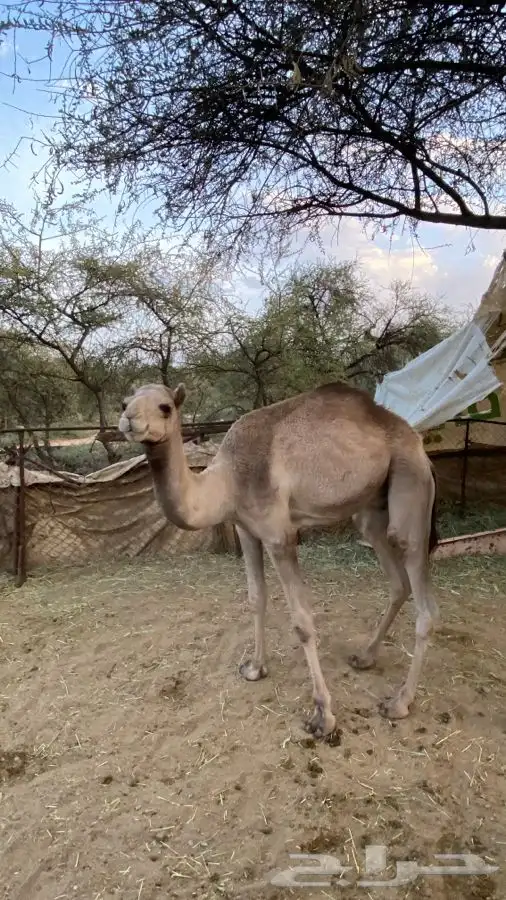 قعود وبكره للبيع 6