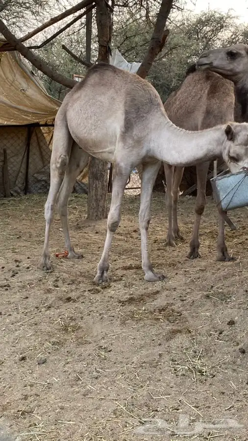 قعود وبكره للبيع 4