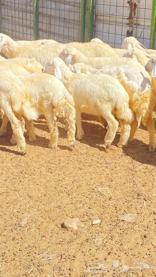 بهم ضأن 5