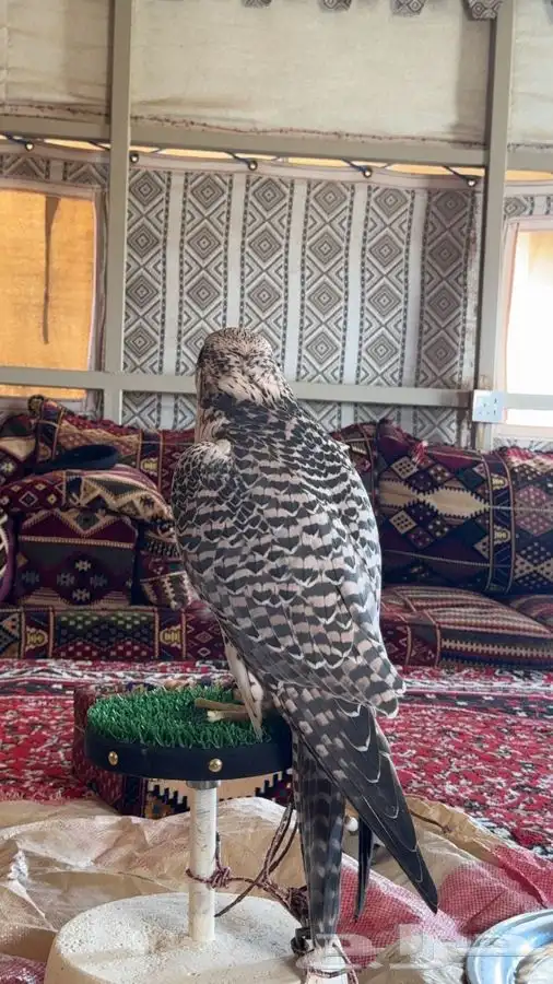 طير جير حر صايد حباري من طيور ابن ثاني 2