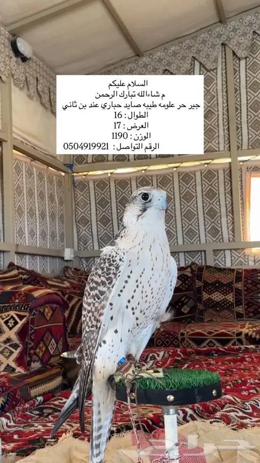 طير جير حر صايد حباري من طيور ابن ثاني 0