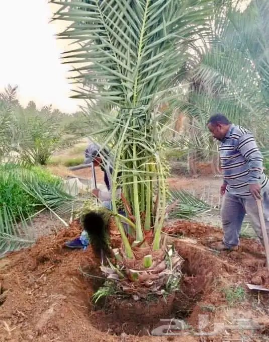 نخل الافاخر 4