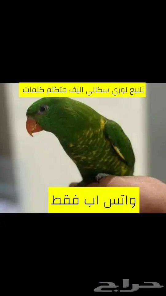 للبيع لوري سكالي اليف 0