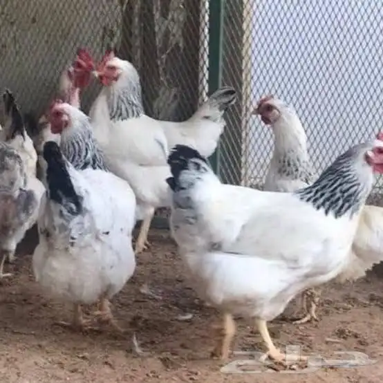 دجاج كولمبي 0