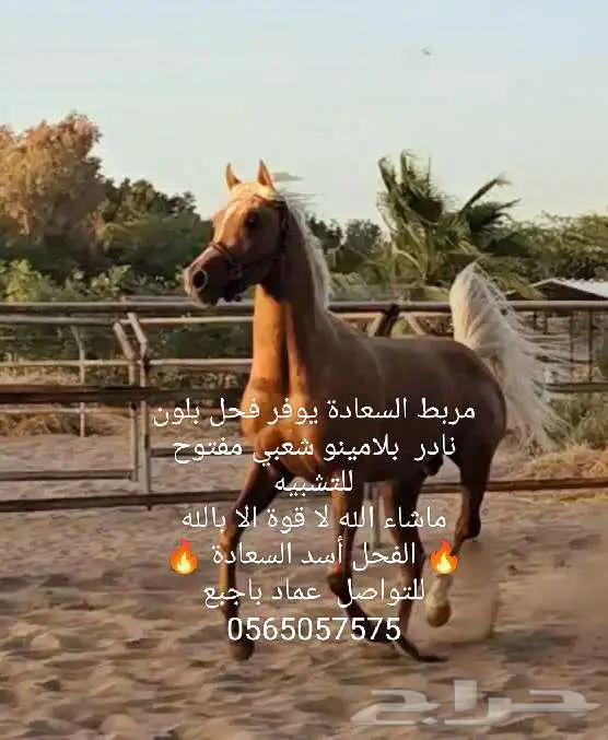 يعلن مربط السعادة عن توفر فحل بلامينو شعبي للتشبية 0