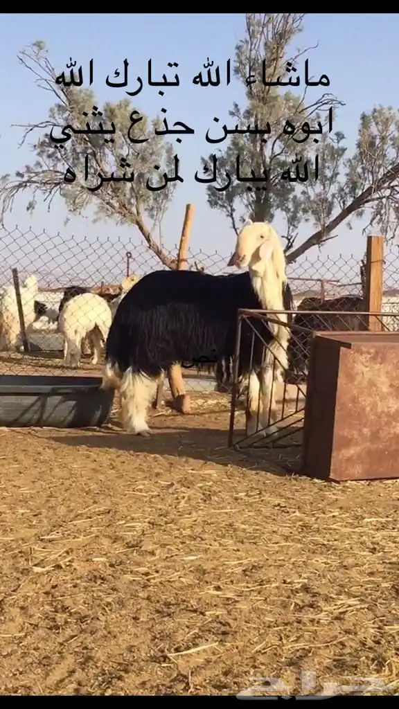 عروض النجد رقم 3 حلال ابو حمدان الحبابي 93