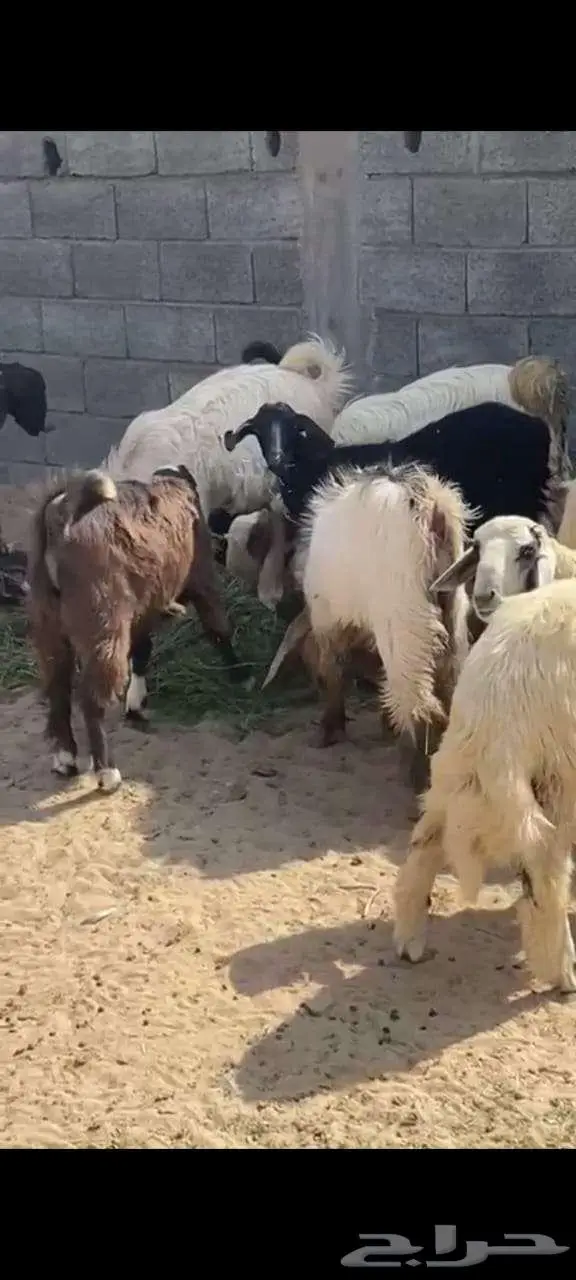 ذبايح للبيع نجران الغويلة 2