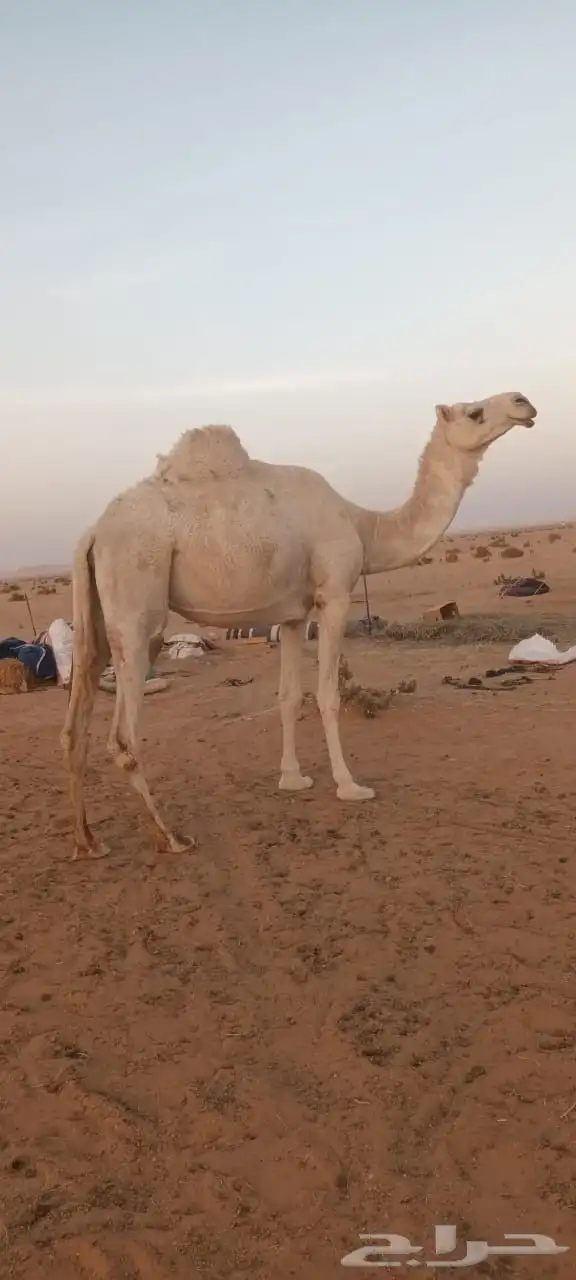 بعير للبيع 2