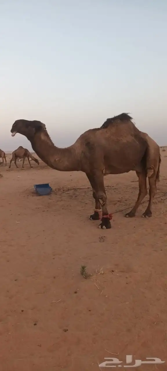 بعير للبيع 0