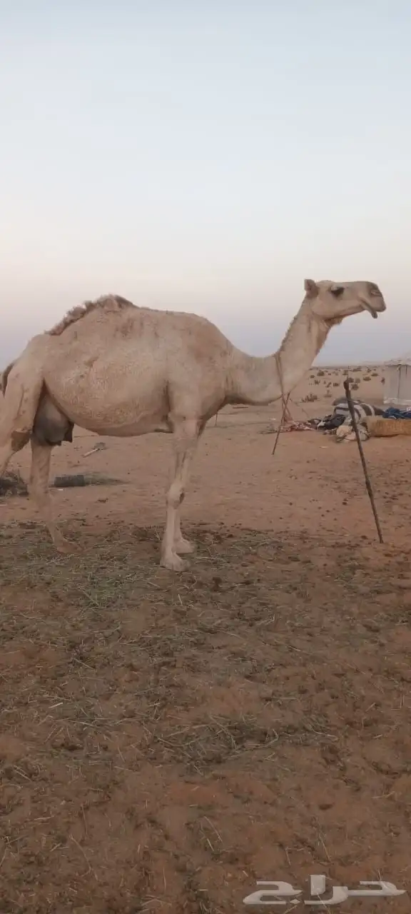 بعير للبيع 5