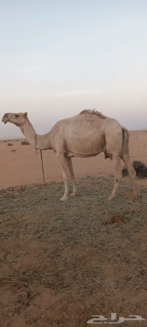 بعير للبيع 3
