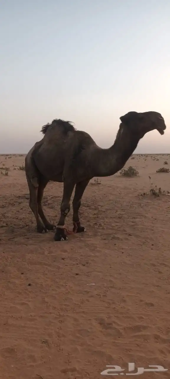 بعير للبيع 1