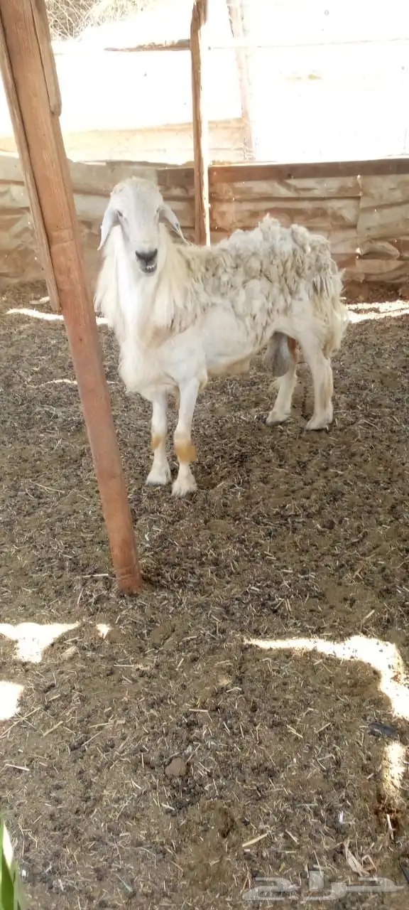 فحل حري للبيع 0